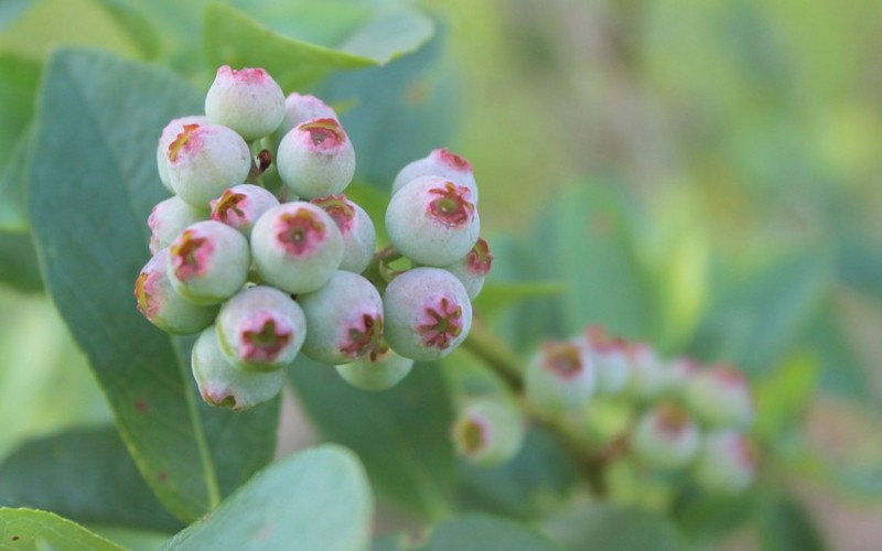 Blueberries and other fruit pictures