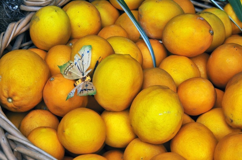 Fresh lemon images