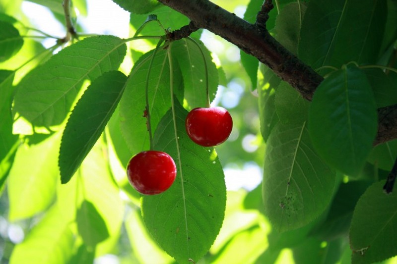 A picture of cherries hanging on the treetops