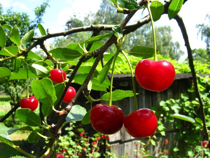 A picture of cherries hanging on the treetops