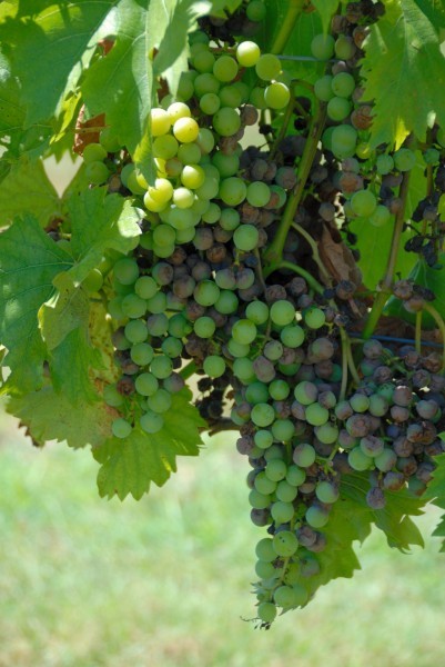 Picture of ripe grapes on vines