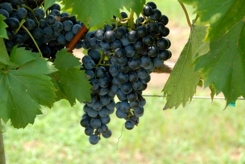 Picture of ripe grapes on vines