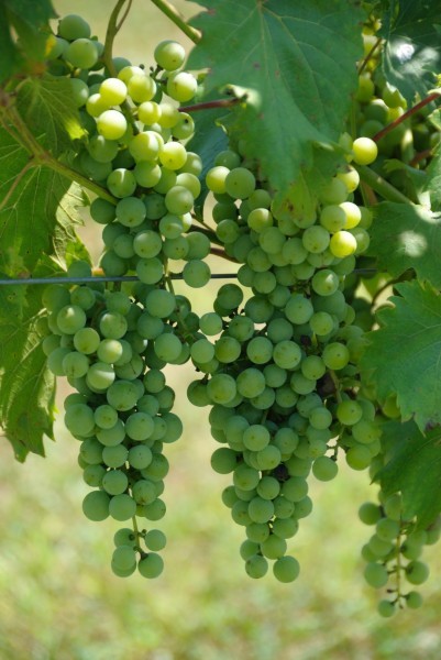 Picture of ripe grapes on vines