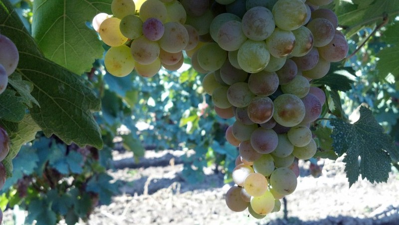 Picture of ripe grapes on vines