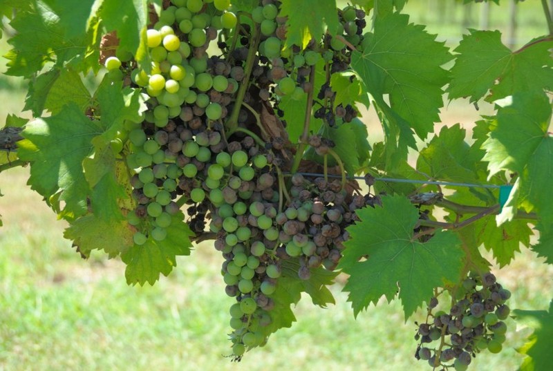 Picture of ripe grapes on vines