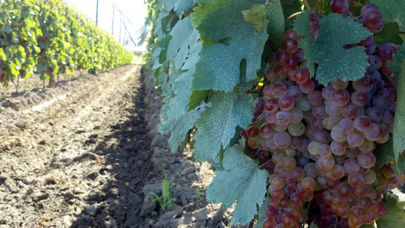 Picture of ripe grapes on vines