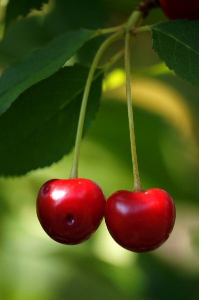 A picture of cherries that look very sweet