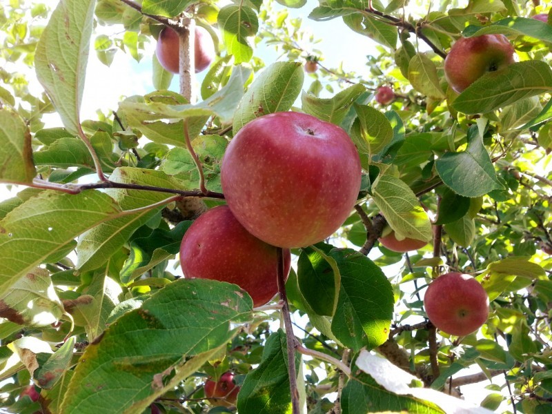 Picture of ripe apples on the tree