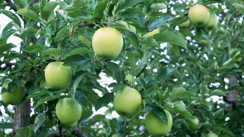 Green Apple Picture