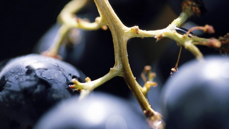 Attractive Grape Images