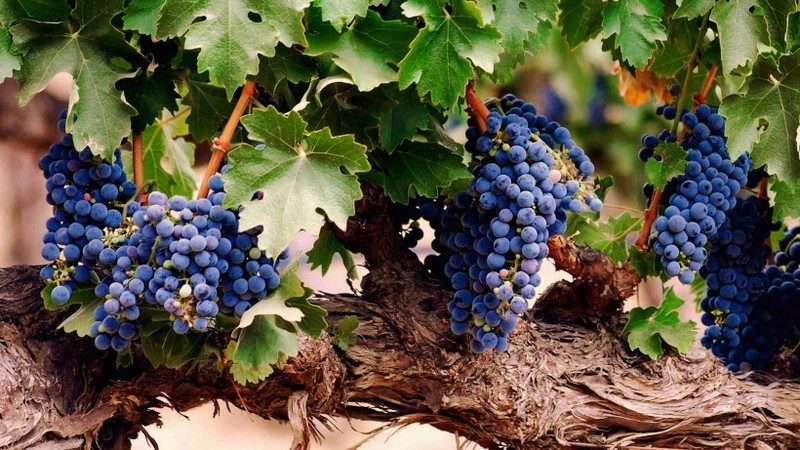 Attractive Grape Images