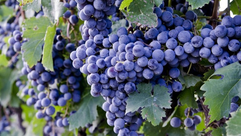 Attractive Grape Images