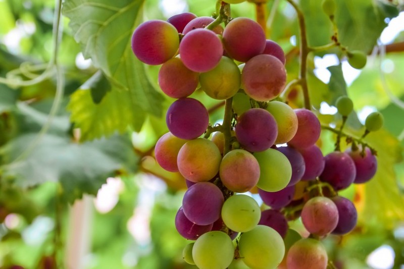 Grape pictures