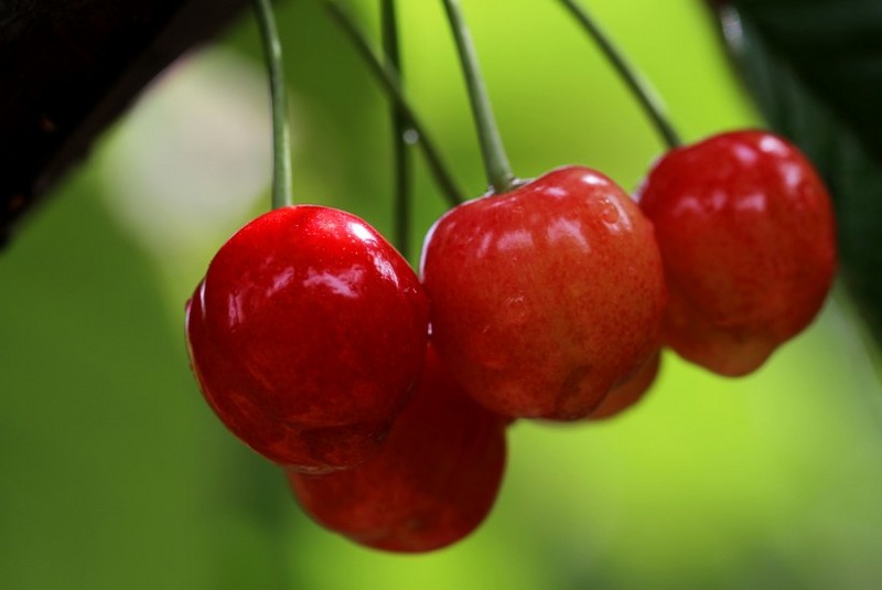 Cherry image