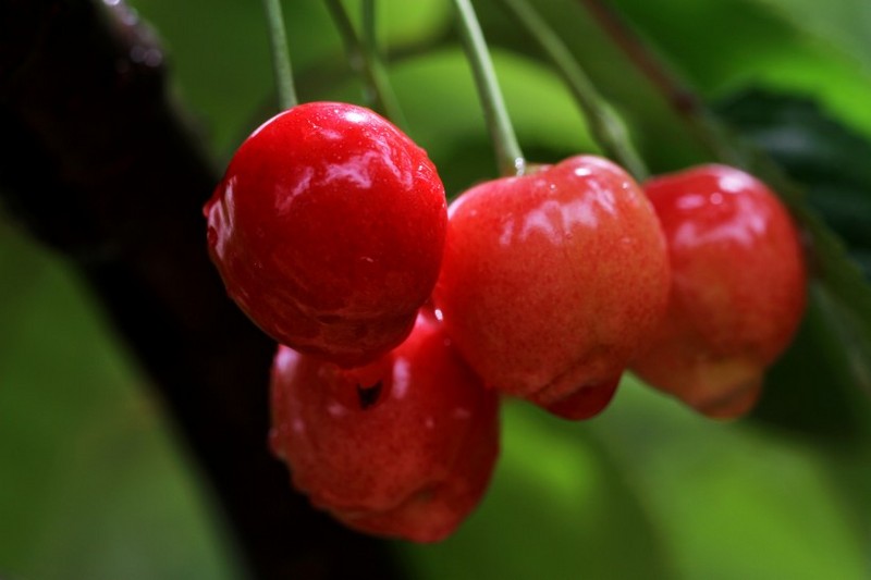Cherry image
