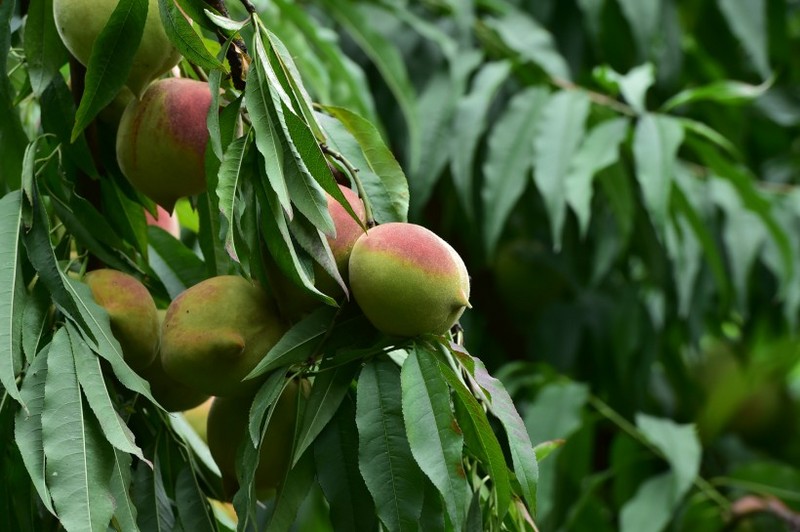 Picture of eagle billed peaches on trees