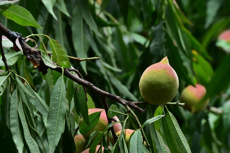 Picture of eagle billed peaches on trees