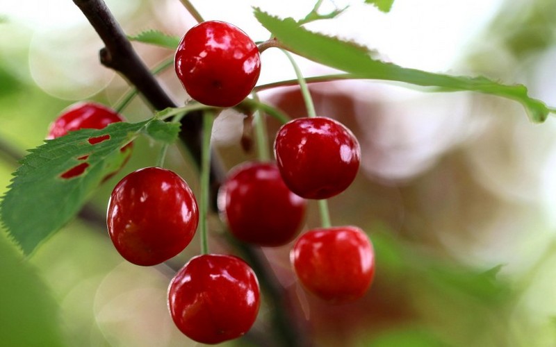 Delicious cherry pictures