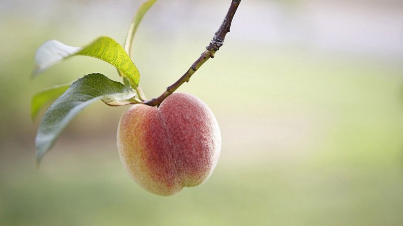 Picture of Peaches on Trees