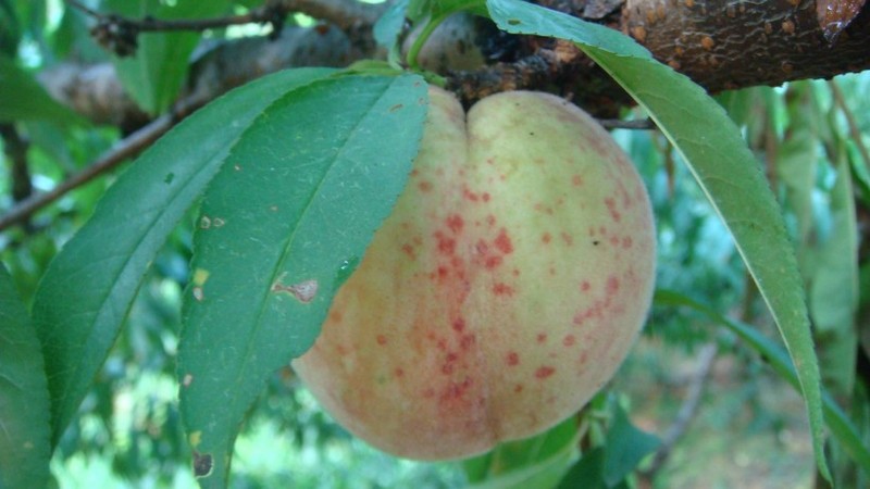 Picture of Peaches on Trees