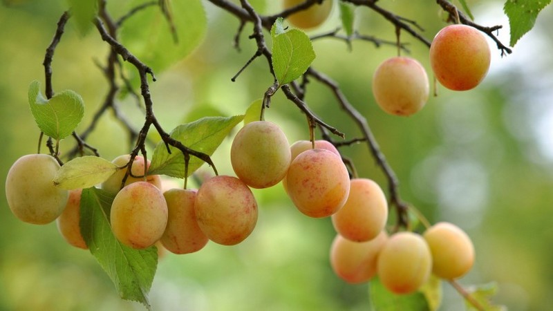 Picture of tender yellow sweet apricots