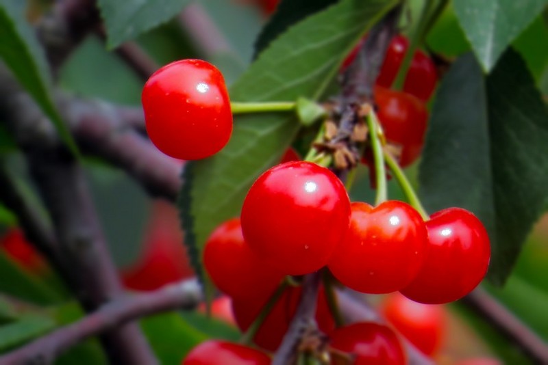 Red cherry image