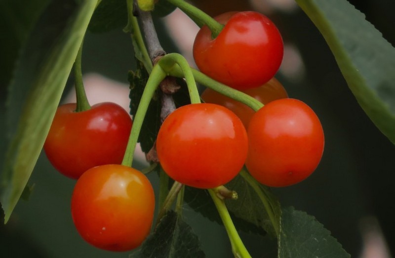 Red cherry image