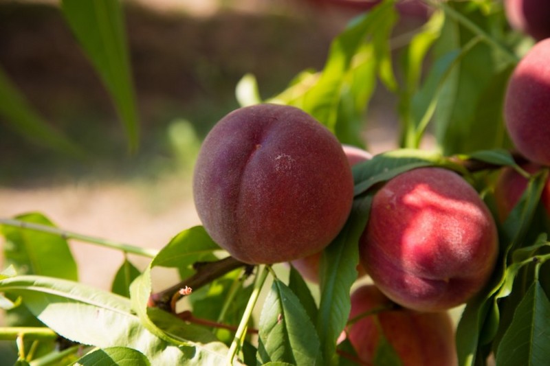 Delicious Peach Picture