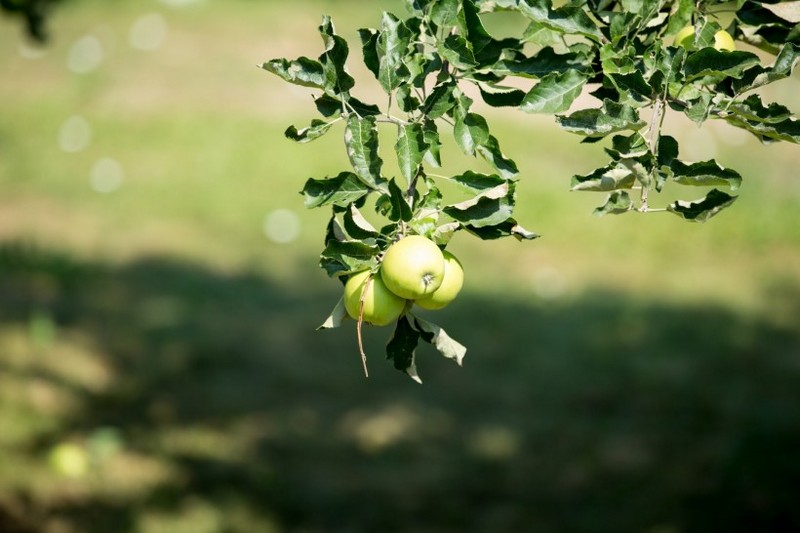 Picture of sour green apples