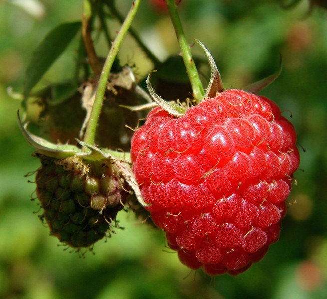 Red Raspberry Image
