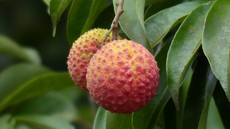 Picture of lychee on the tree