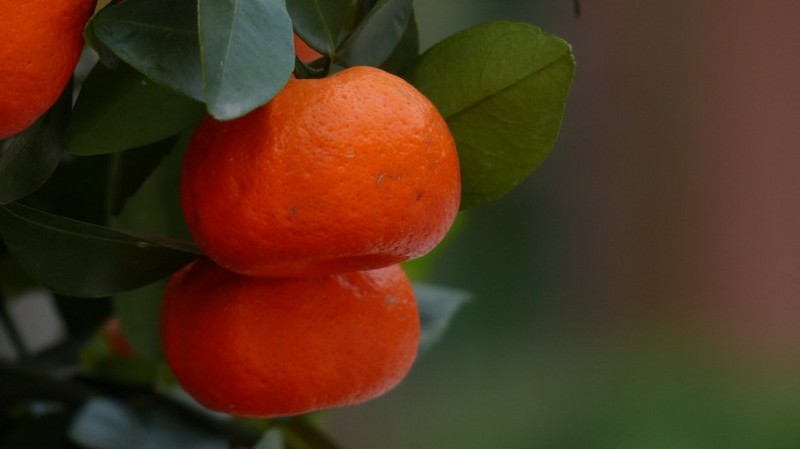 Picture of oranges on the tree