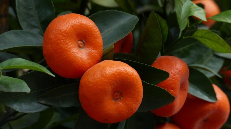 Picture of oranges on the tree