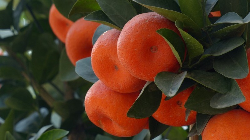 Picture of oranges on the tree