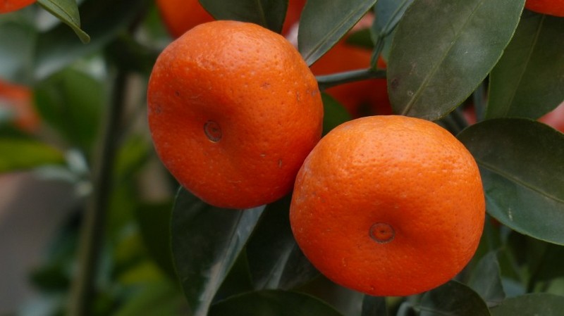 Picture of oranges on the tree