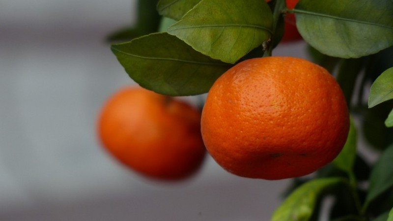 Picture of oranges on the tree