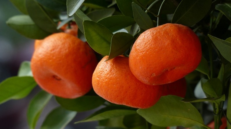 Picture of oranges on the tree