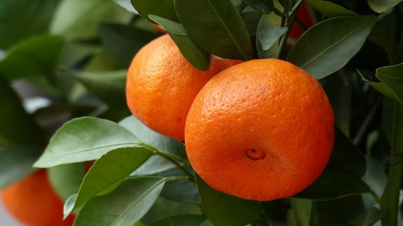 Picture of oranges on the tree