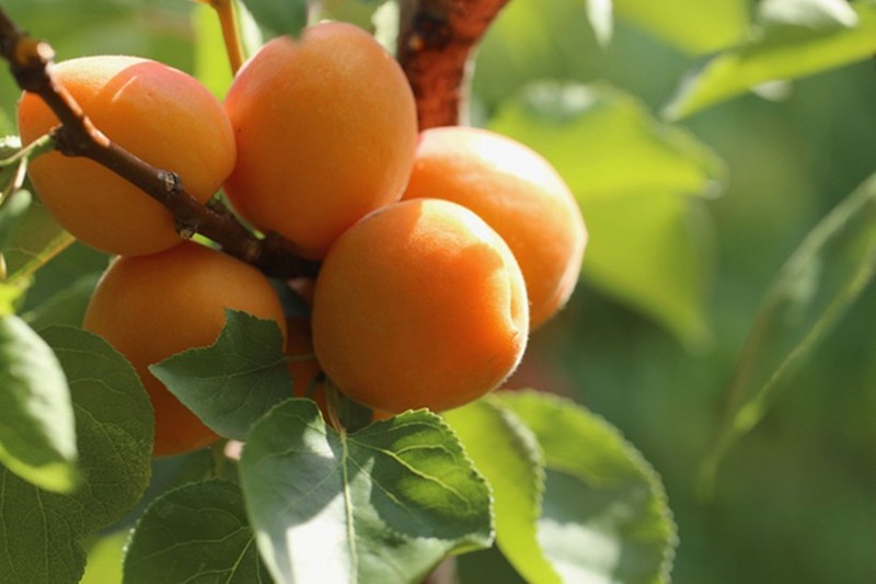 Picture of mature apricots on the tree