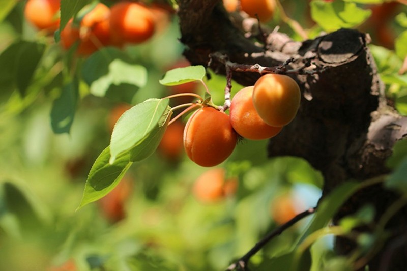 Picture of mature apricots on the tree