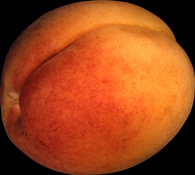 Peach transparent background PNG image