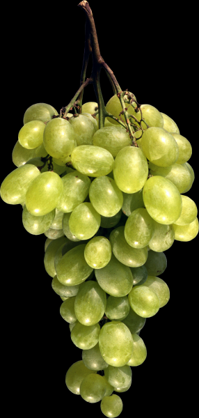 Grape transparent background PNG image