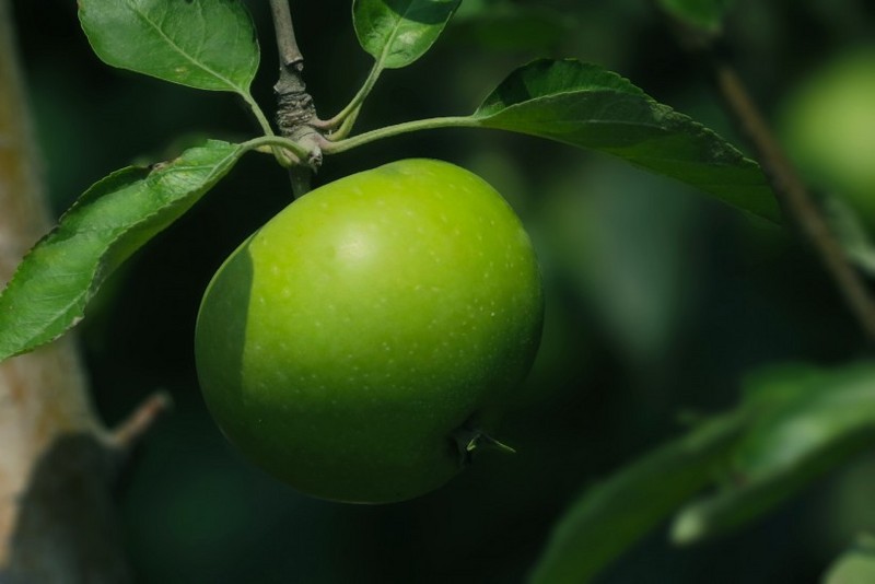 A picture of a green apple hanging on a tree