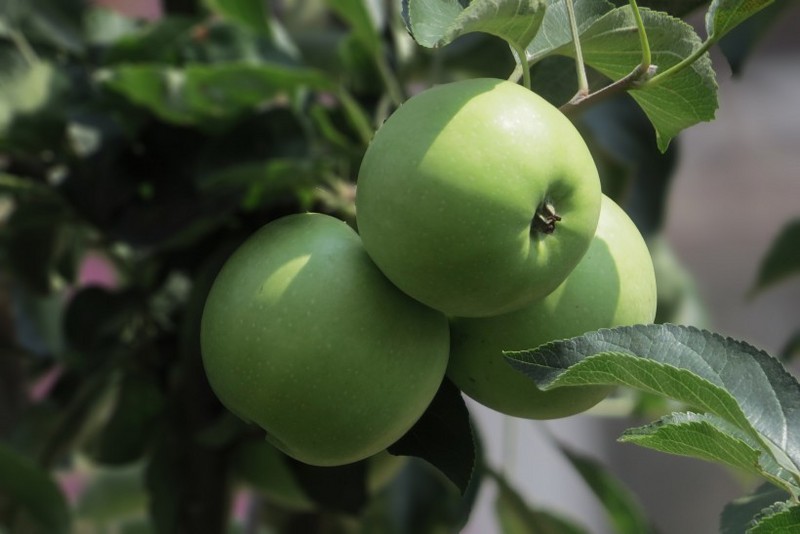 A picture of a green apple hanging on a tree
