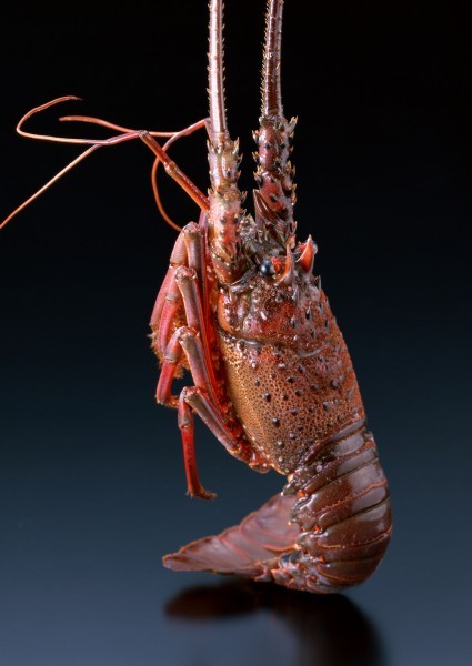 Picture of delicious lobster