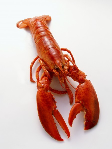 Picture of crayfish