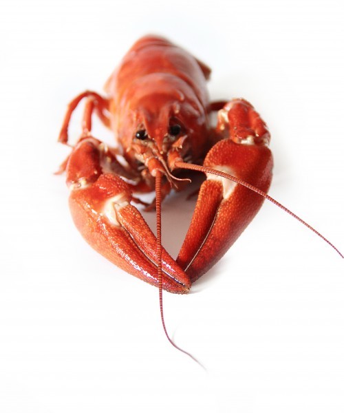 Picture of crayfish