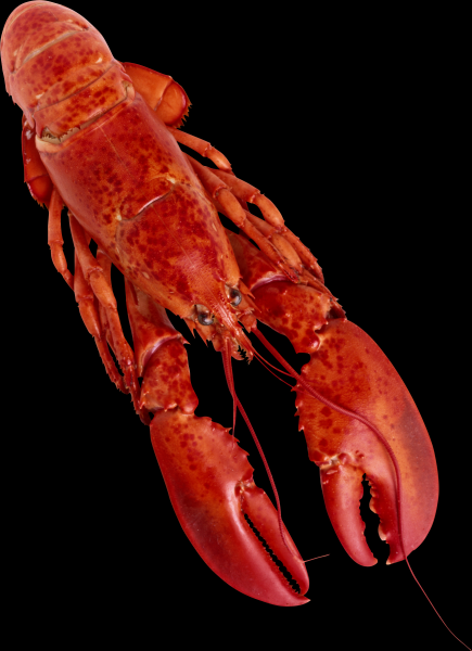 PNG image of crayfish with transparent background
