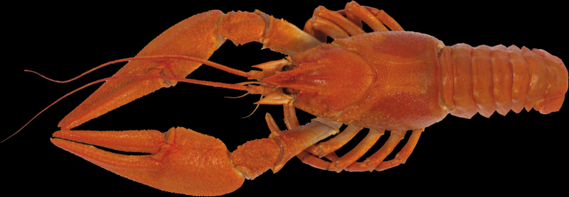 PNG image of crayfish with transparent background