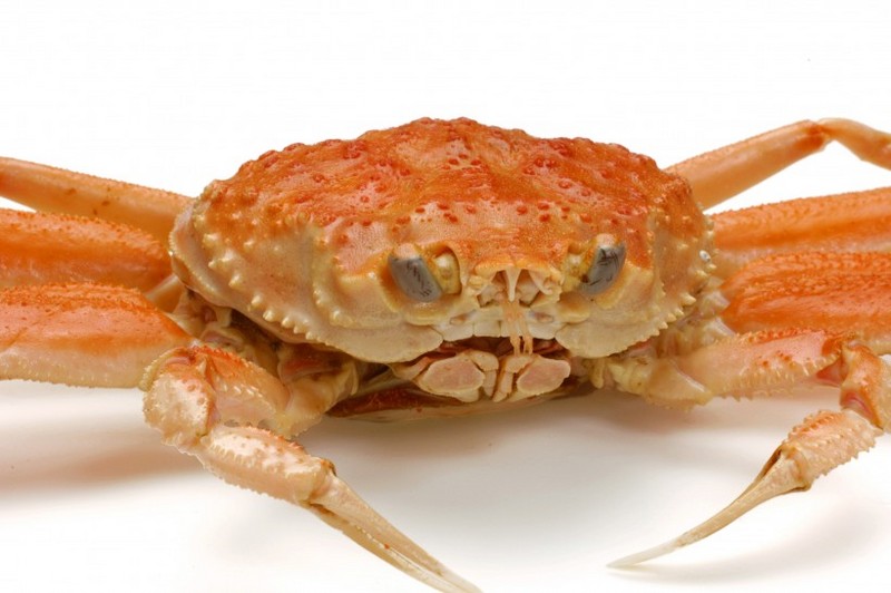 Delicious crab pictures